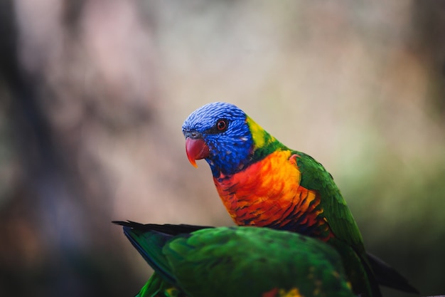 Strzał zbliżenie piękne kolorowe lorikeet