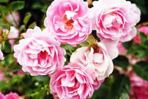 Bezpłatne zdjęcie strzał zbliżenie piękne różowe róże ogrodowe rosnące na krzaku