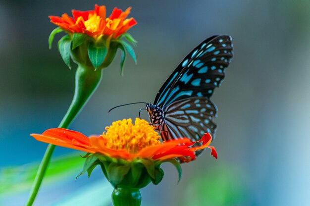 Strzał zbliżenie pięknego motyla na kwiat o pomarańczowych płatkach