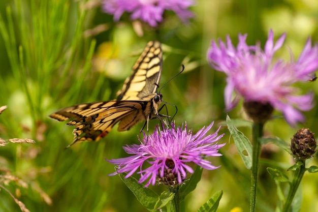 Strzał zbliżenie pięknego motyla papilio machaon zbierającego nektar z kwiatu