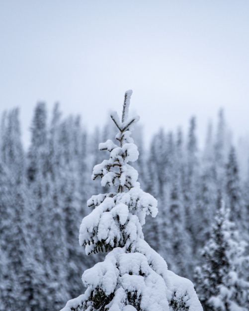 Strzał zbliżenie pokryte śniegiem wierzchołek drzew jodły w ośrodku narciarskim