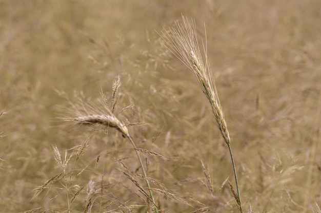 Strzał zbliżenie pola pszenżyta w ciągu dnia