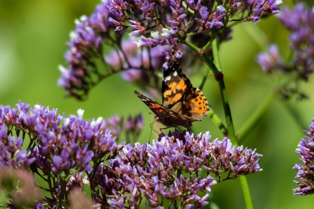 Strzał zbliżenie pomarańczowy i czarny motyl siedzi na kwiat niebieski i fioletowy