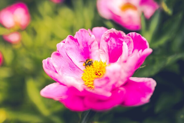 Strzał zbliżenie Pszczoła na purpurowy kwiat piwonii wspólnej