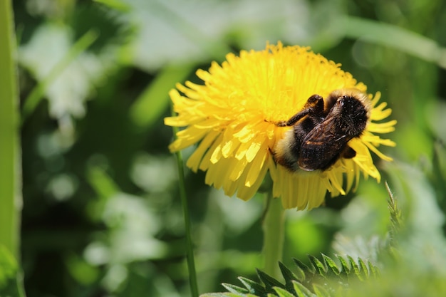Strzał zbliżenie Pszczoła siedzi na żółty kwiat mniszka lekarskiego