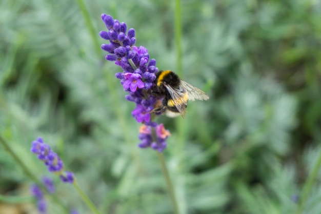 Strzał zbliżenie pszczoły miodnej na purpurowy kwiat lawendy
