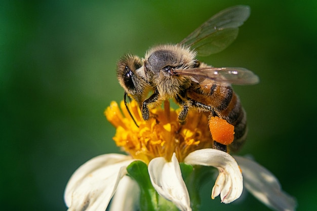 Strzał zbliżenie pszczoły na kwiat rumianku