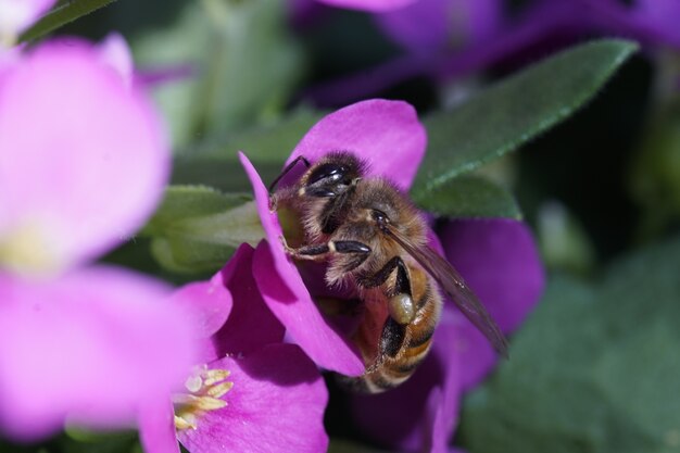 Strzał zbliżenie pszczoły siedzącej na kwiatku
