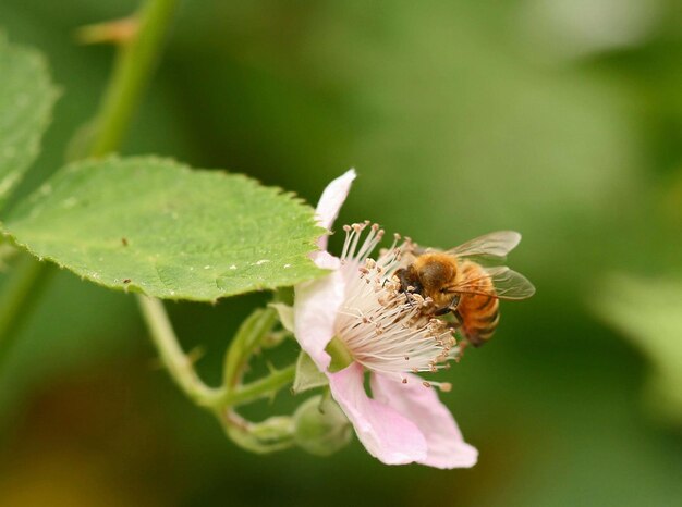 Strzał zbliżenie pszczoły zbierającej nektar z różowego kwiatu