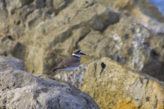 Strzał zbliżenie ptaka killdeer siedzącego na skale nad morzem