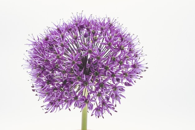 Bezpłatne zdjęcie strzał zbliżenie purpurowy kwiat allium głowy