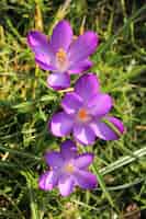 Bezpłatne zdjęcie strzał zbliżenie purpurowy kwiat kwitnący na polu w słoneczny dzień