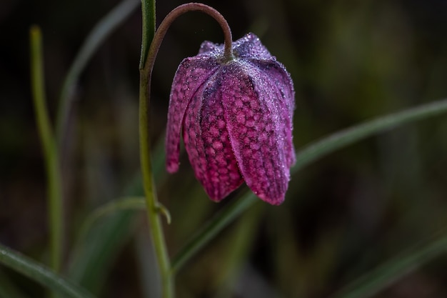 Bezpłatne zdjęcie strzał zbliżenie purpurowy kwiat o nazwie snake's head fritillary behind a green