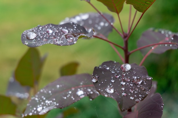 Strzał zbliżenie purpurowych liści roślin pokrytych kroplami rosy