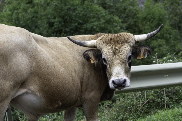 Strzał zbliżenie rogata krowa aubrac na poboczu drogi