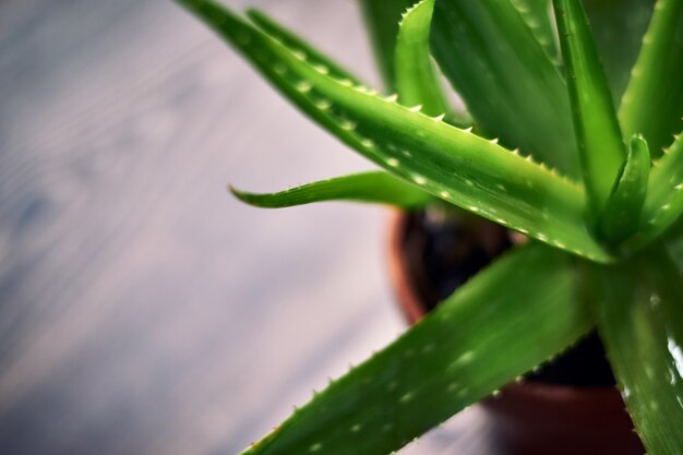 Strzał zbliżenie rośliny Aloe Vera w glinianym garnku na powierzchni drewnianych