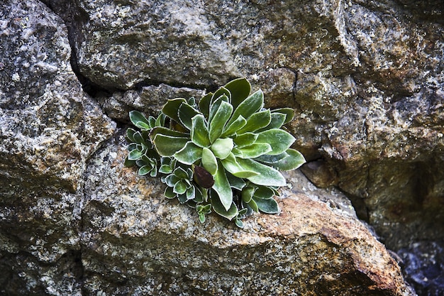 Bezpłatne zdjęcie strzał zbliżenie rośliny pyramidal saxifrage rosnącej przez kamienie