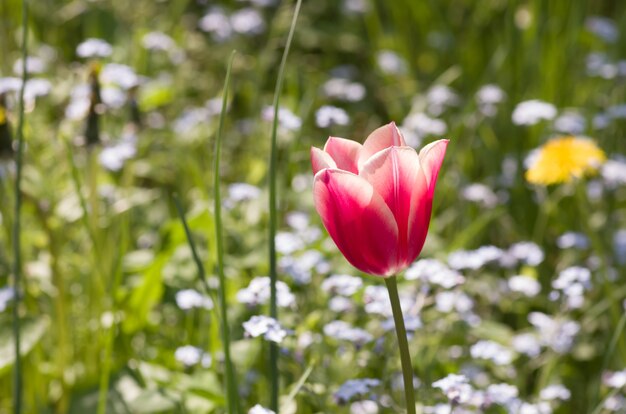 Strzał zbliżenie różowy tulipanowy kwiat na tle bokeh