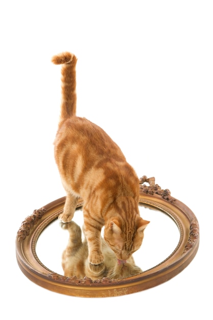 Bezpłatne zdjęcie strzał zbliżenie rudy kot lizanie jego odbicie w starym lustrze na białym tle na białej powierzchni