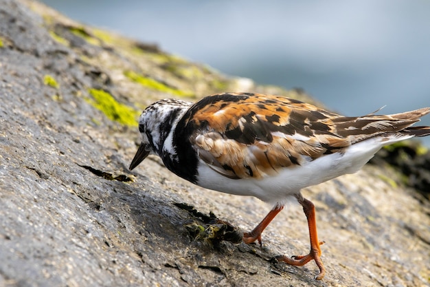 Bezpłatne zdjęcie strzał zbliżenie rumiany turnstone stojący na skale w pobliżu brzegu