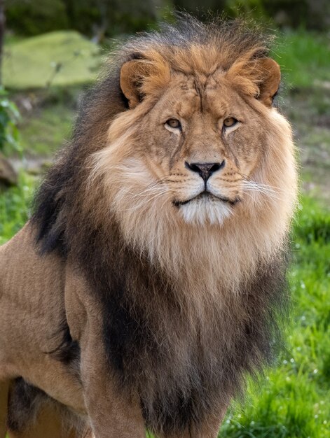 Strzał zbliżenie samca lwa w dżungli w ciągu dnia