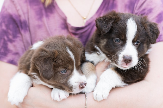 Strzał zbliżenie słodkie puszyste szczenięta border collie