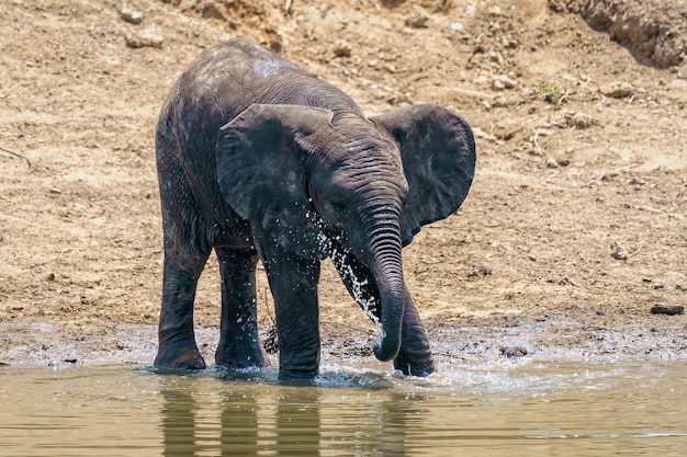 Bezpłatne zdjęcie strzał zbliżenie słonia do picia i zabawy wodą z jeziora w ciągu dnia