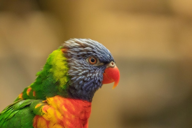 Strzał zbliżenie Trichoglossus lorikeet ptak siedzący na gałęzi