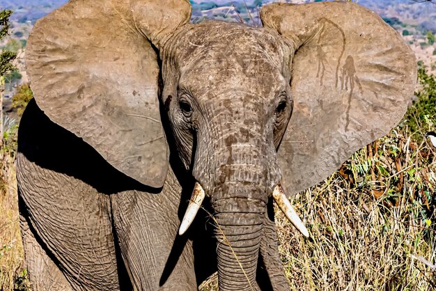 Strzał zbliżenie twarzy cute słonia z wielkimi uszami na pustyni