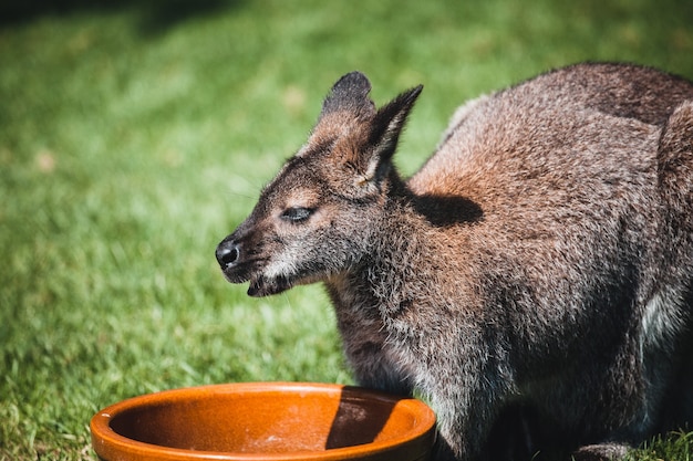 Bezpłatne zdjęcie strzał zbliżenie uroczego dziecka kangura