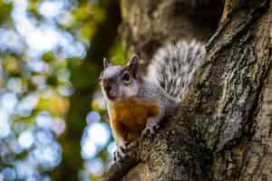 Bezpłatne zdjęcie strzał zbliżenie wiewiórki na drzewie w ciągu dnia