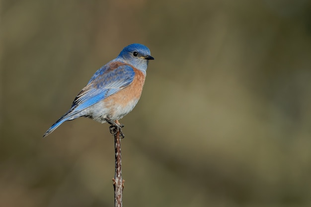 Strzał zbliżenie wschodniego bluebirda siedzącego na gałęzi drzewa z niewyraźną zielenią