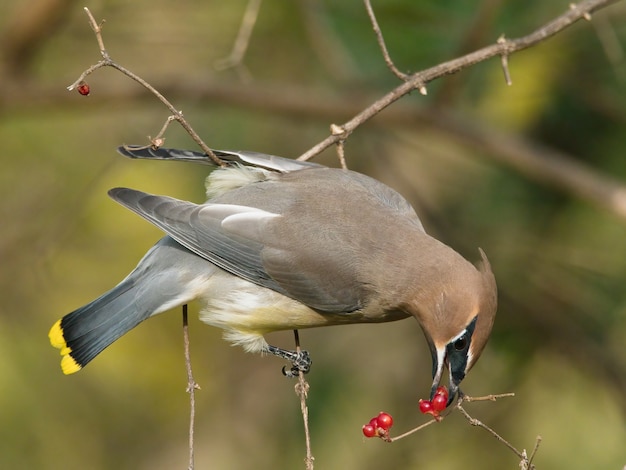 Bezpłatne zdjęcie strzał zbliżenie wschodniej phoebe ptaka jedzącego jagody
