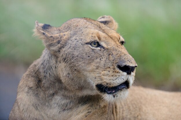Strzał zbliżenie wspaniałej lwicy na drodze w afrykańskich dżunglach