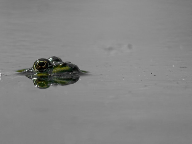 Bezpłatne zdjęcie strzał zbliżenie żaba błotna pelophylax ridibundus w jeziorze w europie