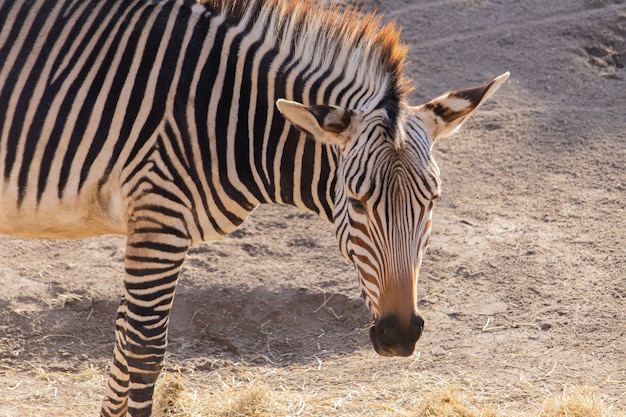 Bezpłatne zdjęcie strzał zbliżenie zebra jedzenia siana w zoo