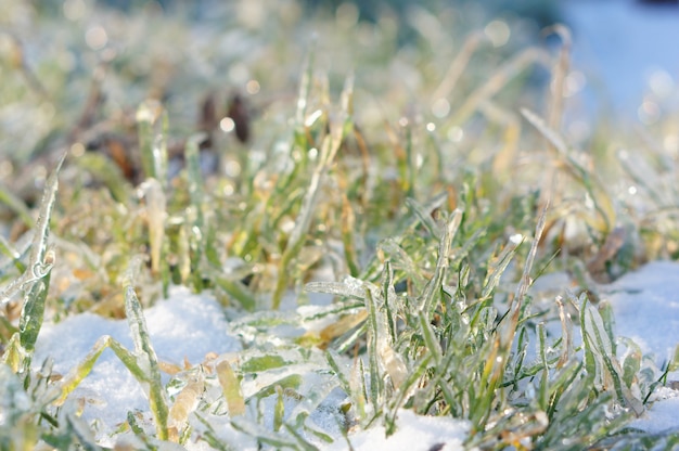 Strzał zbliżenie zielona trawa rosnąca na śniegu