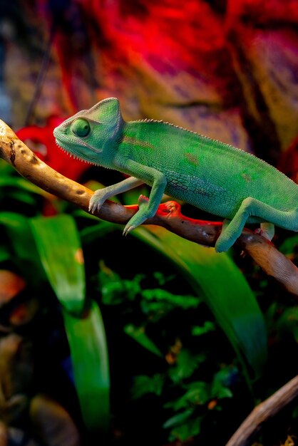 Strzał zbliżenie zielony kameleon w zoo