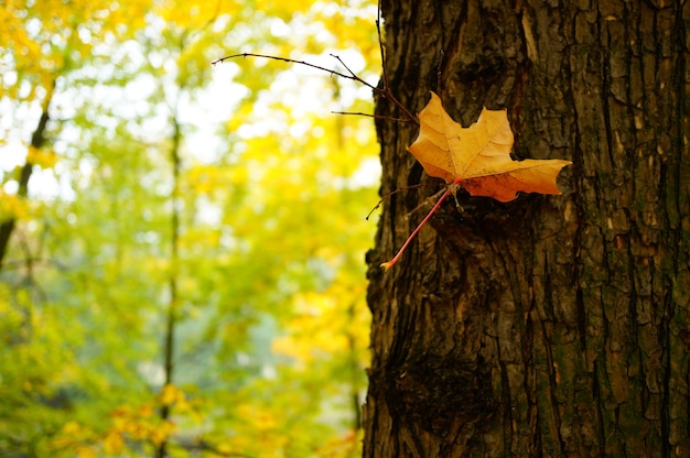 Strzał zbliżenie żółty suchy liść na drzewie otoczony przez innych