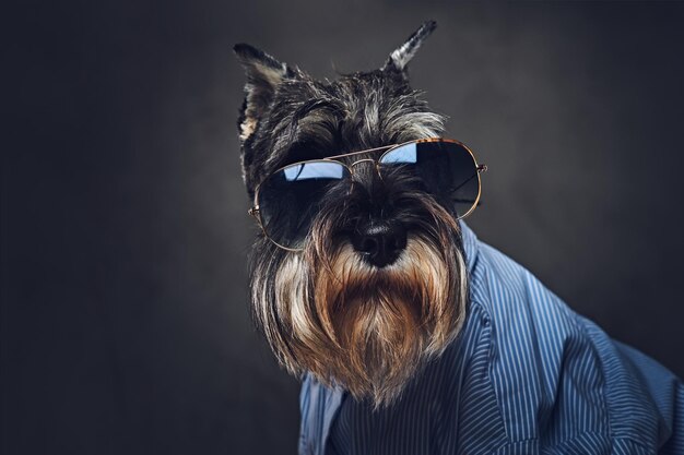 Studio portret modnych psów sznaucerów ubranych w niebieską koszulę i okulary przeciwsłoneczne.