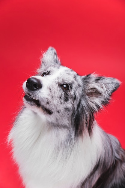 Studio strzał śliczny Border collie pies