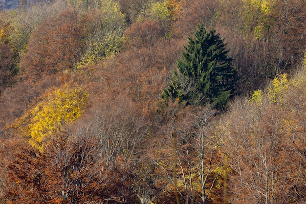 Suche drzewa i pojedynczy zielony świerk w górach Medvednica w Zagrzebiu w Chorwacji