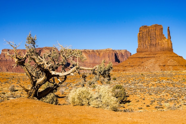 Bezpłatne zdjęcie suche drzewo w monument valley