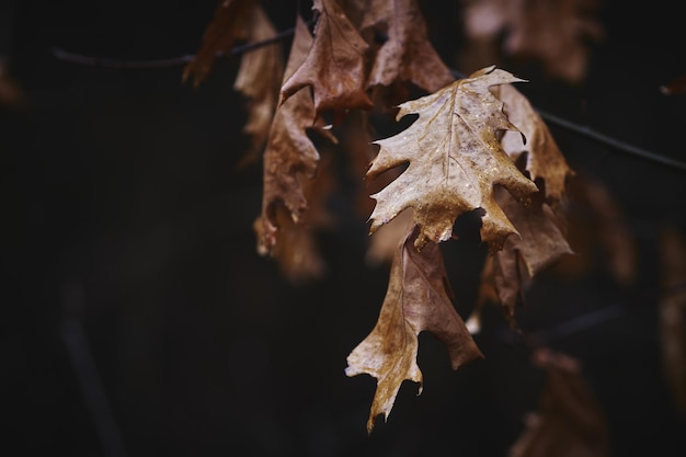 suche jesienne liście tło