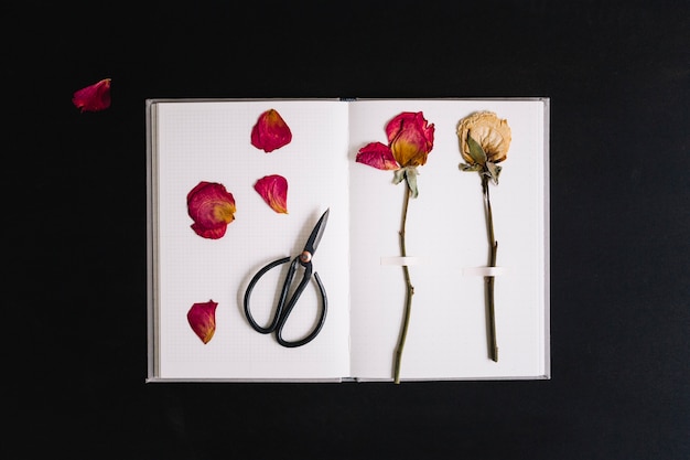 Bezpłatne zdjęcie suche róże wtykały na białej stronie notatnik z nożycowym przeciw czarnemu tłu