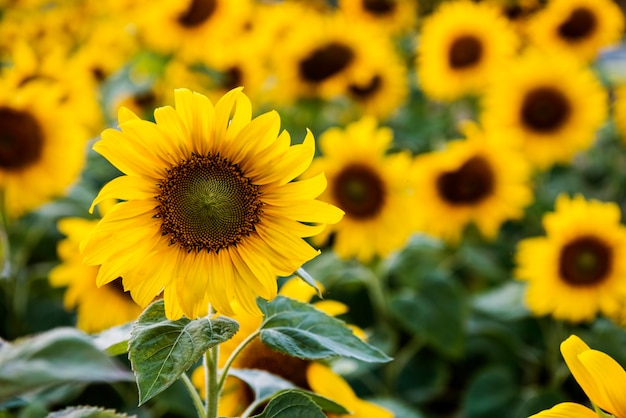 Bezpłatne zdjęcie sumflower nature blossom wzrost łąki