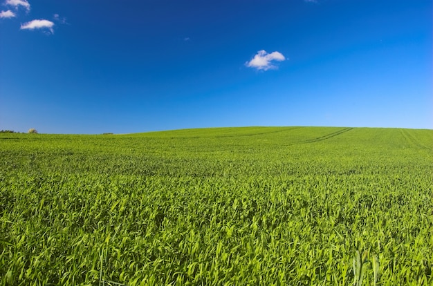 Bezpłatne zdjęcie sunny greenfield