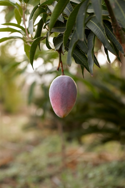 Surowe owoce mango na drzewie