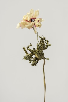 Suszony Kwiat Anemonów Na Szarym Tle Premium Zdjęcia