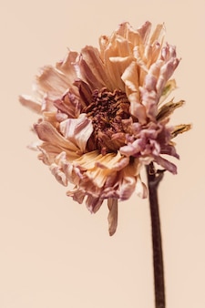 Suszony kwiat chryzantemy na beżowym tle